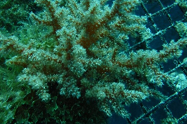 Soft Coral